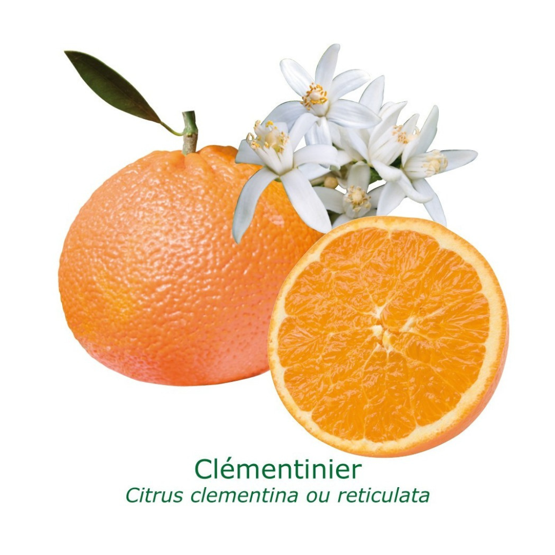 Clémentinier | citrus clementina tailles:pot carré de 5 litres, hauteur 40/60 cm