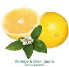 Pomelos a chair jaune tailles:pot carré de 5 litres, hauteur 40/60 cm