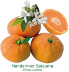Mandarinier satsuma "citrus unshiu" tailles:pot rond de 5 litres, hauteur 60/80 cm