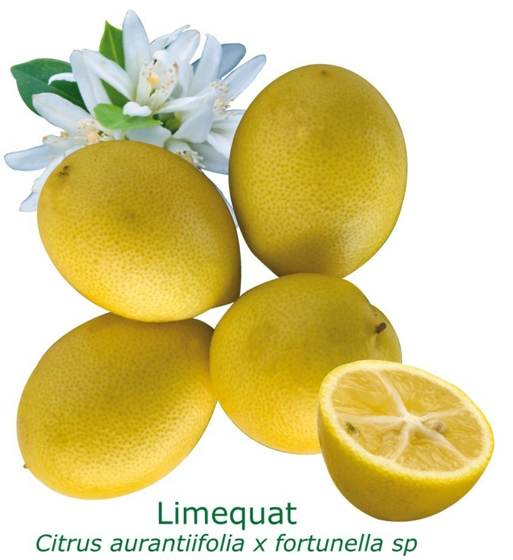 Limequat, citrus floridana tailles:pot de 9 litres, hauteur 80/100 cm