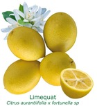 Limequat, citrus floridana tailles:pot de 9 litres, hauteur 80/100 cm