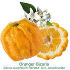 Oranger bizzaria tailles:pot rond de 5 litres, hauteur 60/80 cm