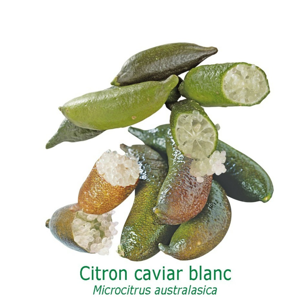 Citron Caviar - Faustrime - 100g