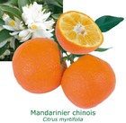 Mandarinier chinois - chinotto tailles:pot rond de 5 litres, hauteur 60/80 cm