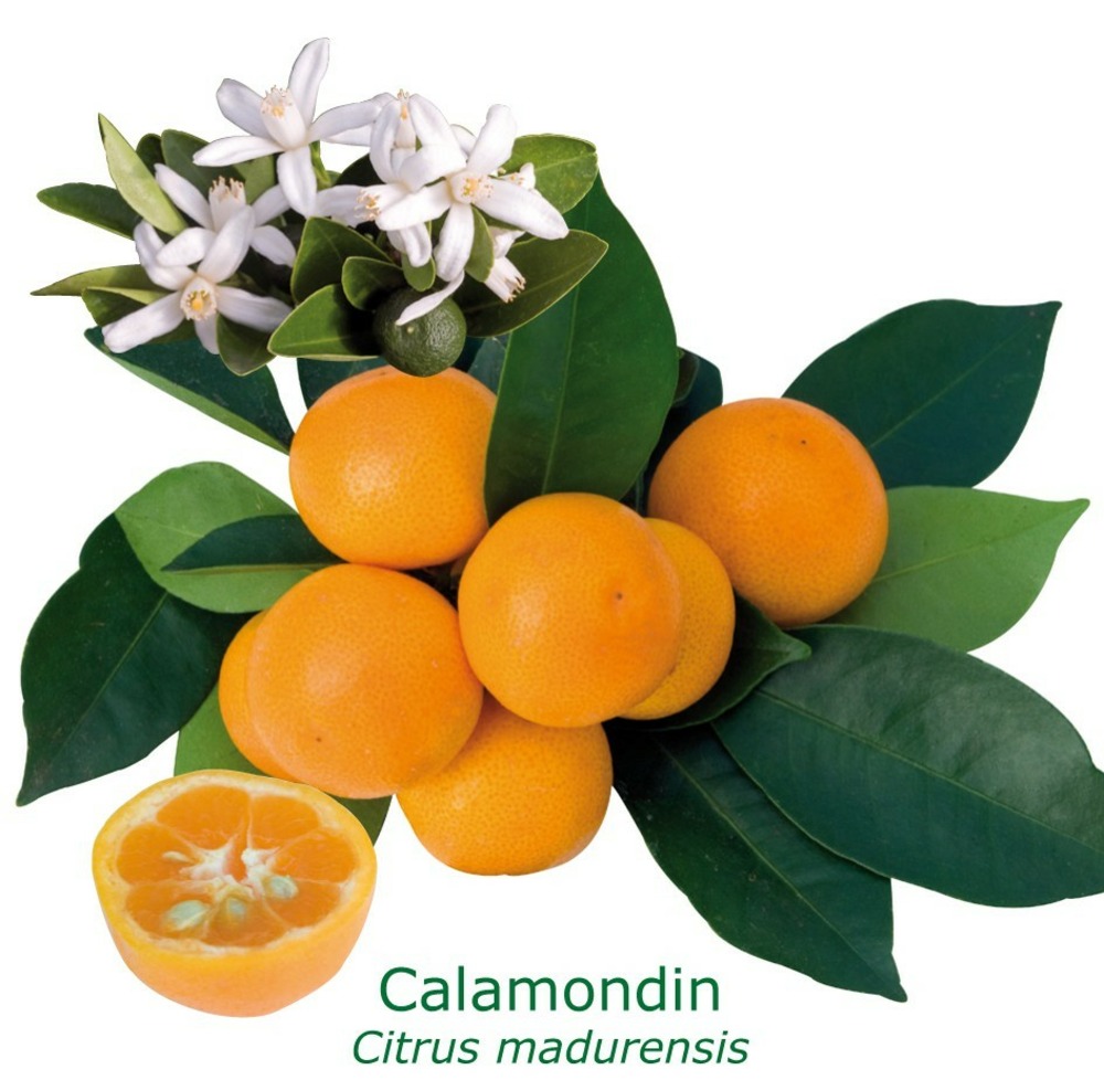 Calamondin 