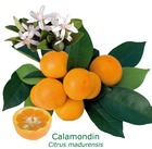 Calamondin "citrus madurensis" tailles:pot de 12 litres, hauteur 100/120 cm