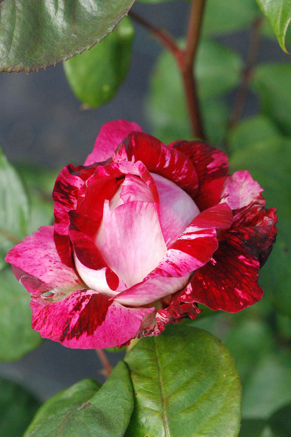 Rosa Julio Iglesias Meilland In Vaso 19cm - Rosa Profumata Per Giardino O Vaso - Foto 13