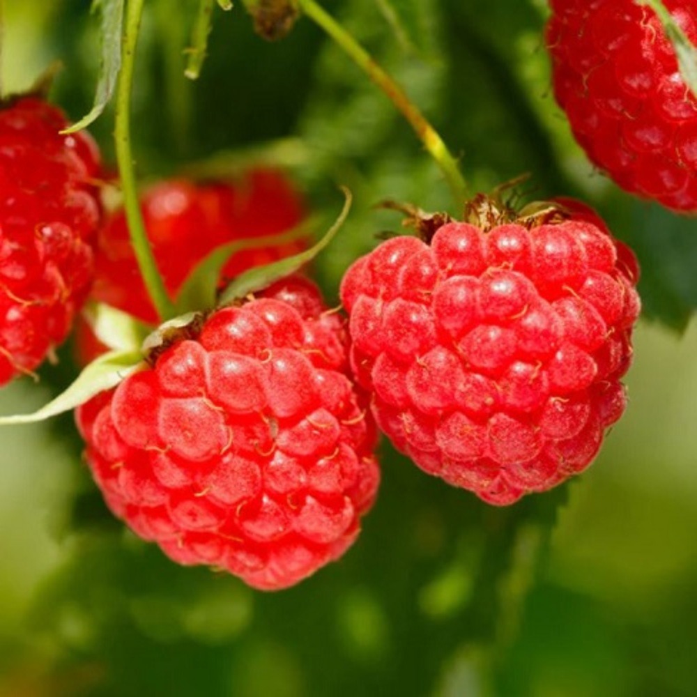 Framboisier rubus heritage - pot 2 l