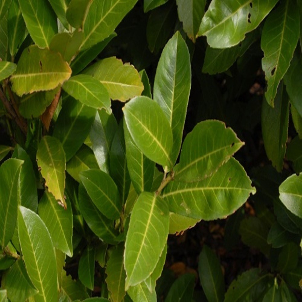 Prunus laurocerasus caucasica darts - pot 2 l