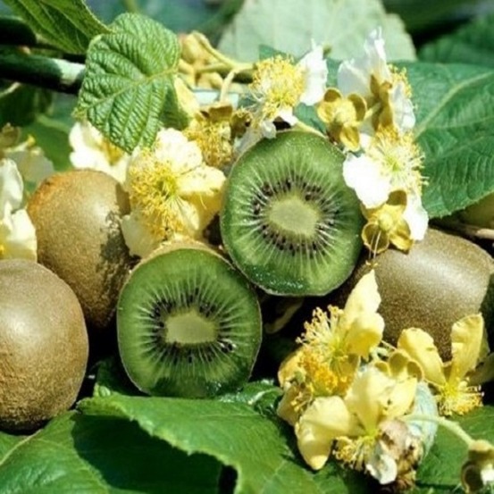 Actinidia deliciosa hayward