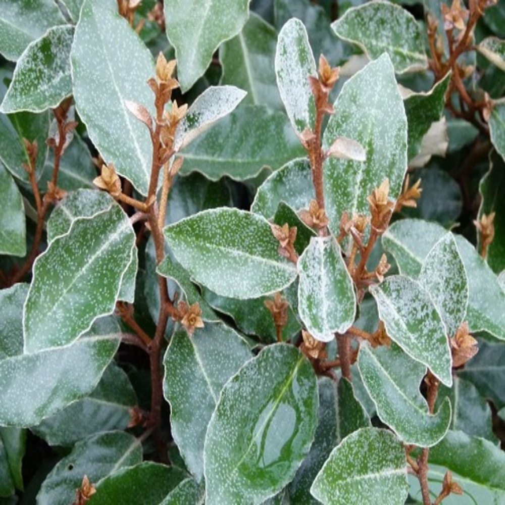 Elaeagnus ebbingei compacta - pot 2 l