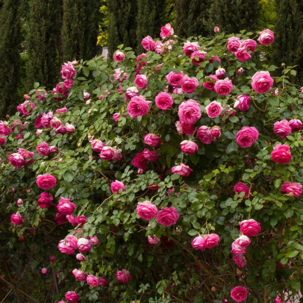 Rosier grimpant cyclamen pierre de ronsard® 'margaret mae' - prêt à fleurir pot de 5 litres - prêt à fleurir