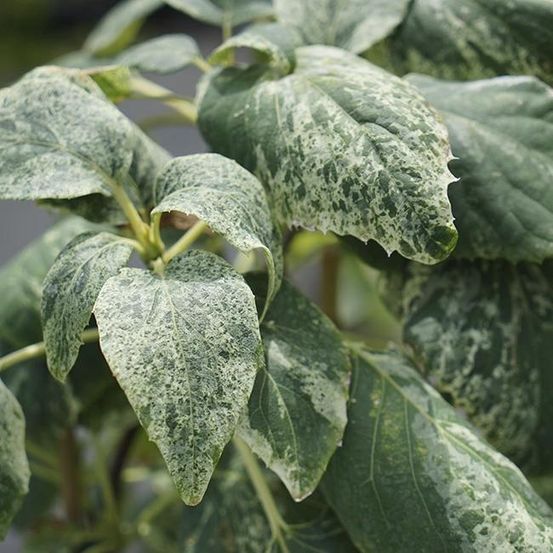 Schizophragma hydrangeoides 'burst of light' - faux hortensia grimpant 3l - 60/90cm