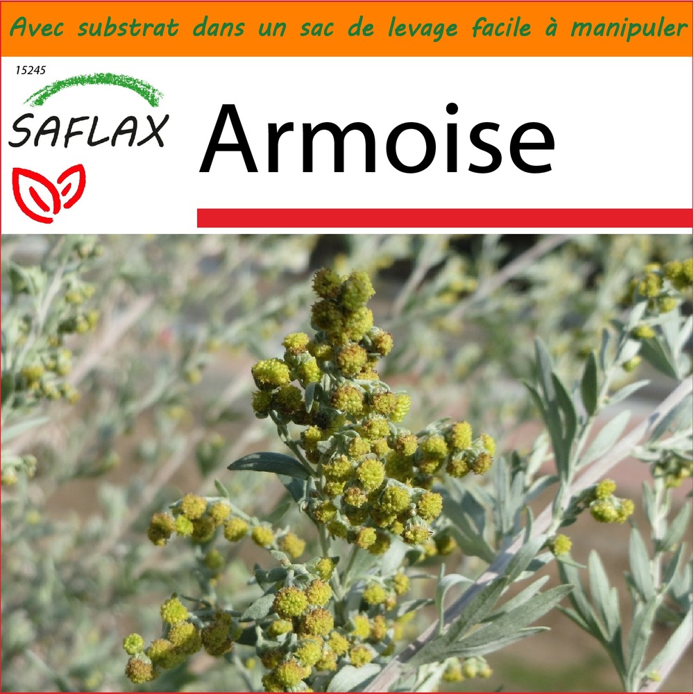 Garden in the bag - armoise - 500 graines - artemisia absinthum
