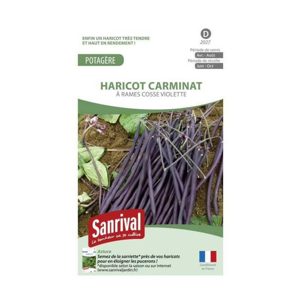 Boite haricot à rames violet carminat