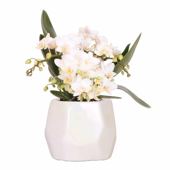 Orchidée blanche 'nazaré' + pot décoratif pearl travertine - taille du pot ø9 cm