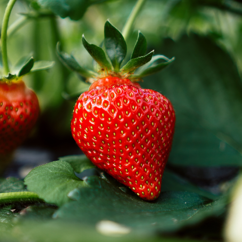 3 plants fraisiers gariguette motte 7 cm