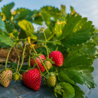 6 plants fraisiers gento nova motte 7 cm