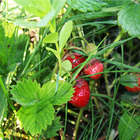 6 plants fraisiers charlotte motte 7 cm