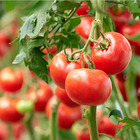 3 plants tomate grappe premio f1 en pot