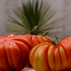 3 plants tomate c ur de b uf premium pot