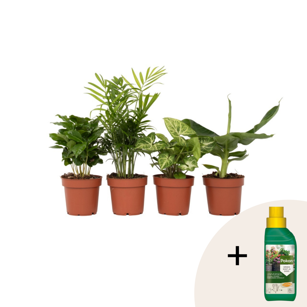 Mélang de plantes d'intérieur - set de 4 - hauteur 25-40cm - ⌀12cm