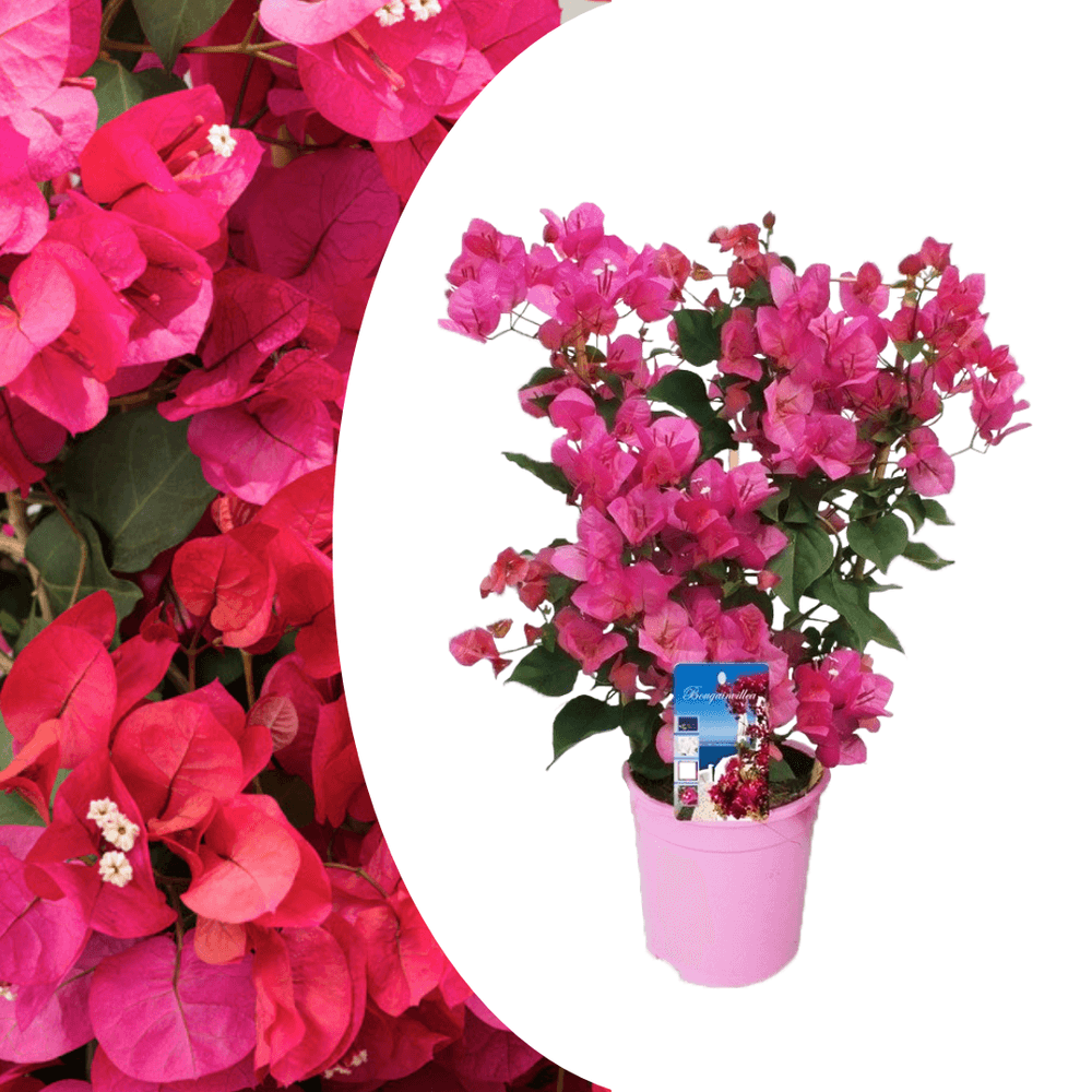 Bougainvillier: une magnifique plante grimpante pour un jardin coloré