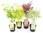 Acer palmatum 'atropurpureum', 'going green', 'orange dream', 'butterfly' - set de 4 - pot de 10,5cm - hauteur 25-40cm
