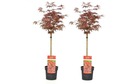 Acer palmatum 'shaina' - set de 2 - érable japonais - pot 19cm - hauteur 80-90cm