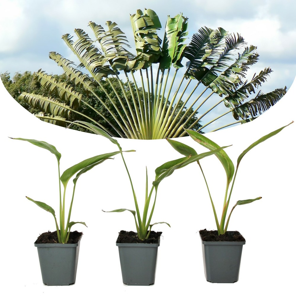 Ravenala madagascariensis - set de 3 - palmier - pot 9cm - hauteur 25 ...