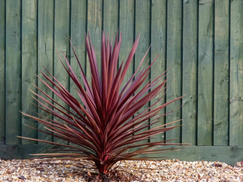 Cordyline australis red star - pot 10 l