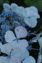 Hortensia 'lanarth white' - 3l