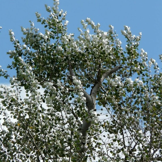 Peuplier blanc (Populus Alba)