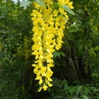 Cytise commun (laburnum anagyroides) - racines nues - taille 60/80cm
