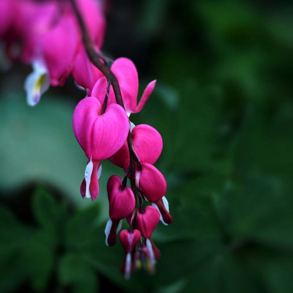 2 cœurs de marie rose (dicentra spectabilis) - vendu par 2 - pot 10,5cm ...