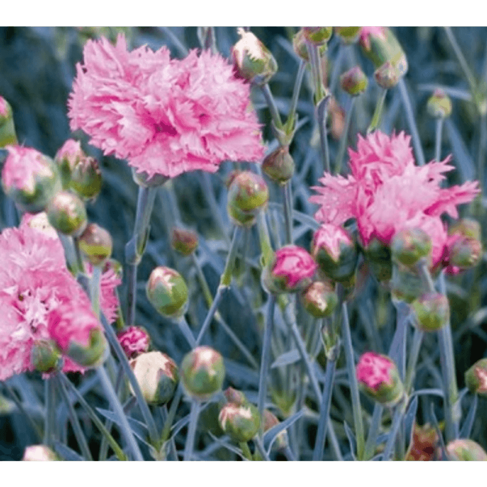 2 oeillets mignardise (dianthus plumarius 'double rose') - vendu par 2 ...
