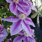 Clématite 'nelly moser' (clematis 'nelly moser') - godet - taille 15/30cm