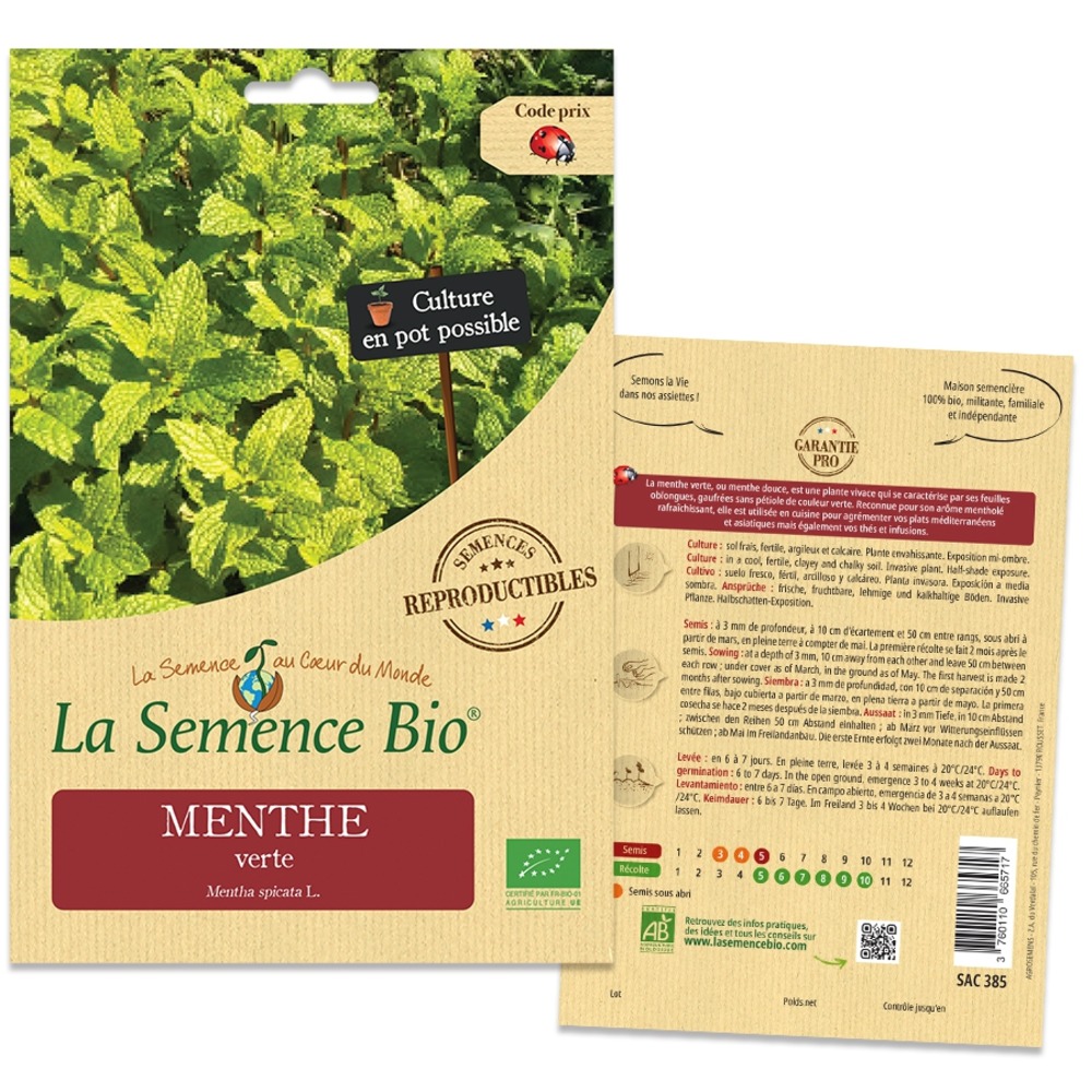 Menthe verte - graines bio