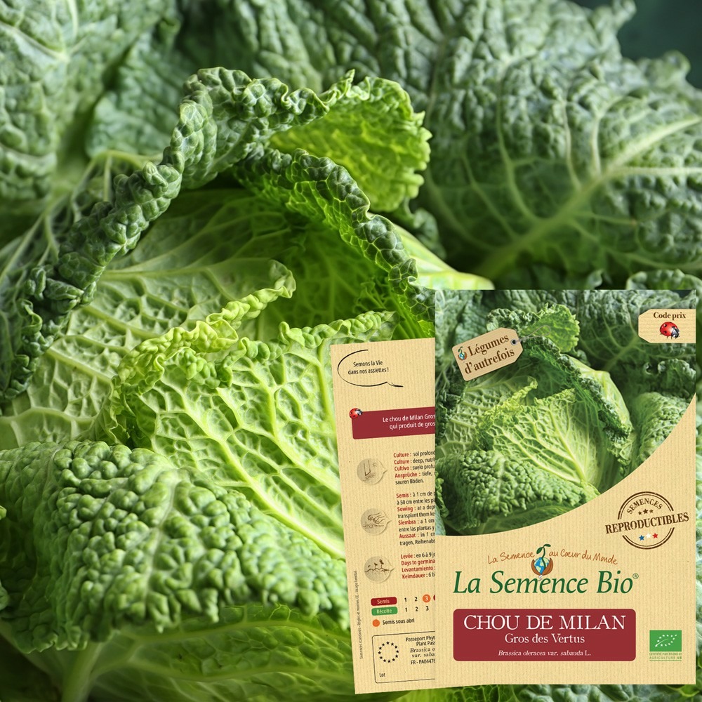 Chou de milan gros des vertus bio