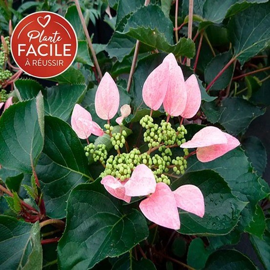 Hortensia grimpant du japon 'roseum' - schizophragma 3l - 60/90cm