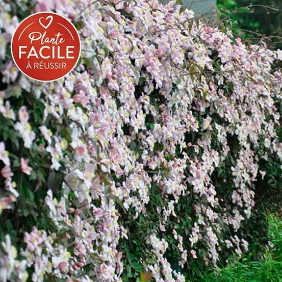 Clématite 'mayleen' - clematis montana 1,5l - 40/60cm