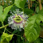 Passiflore 'edulis' - passiflora edulis 3l
