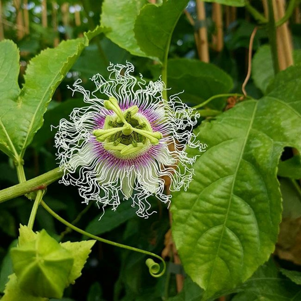 Passiflore 'edulis' - passiflora edulis 3l | Truffaut