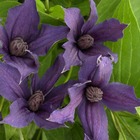 Clématite saphyra® violetta 'm32-10'/clematis saphyra® violetta 'm32-10'[-]godet - 5/10 cm
