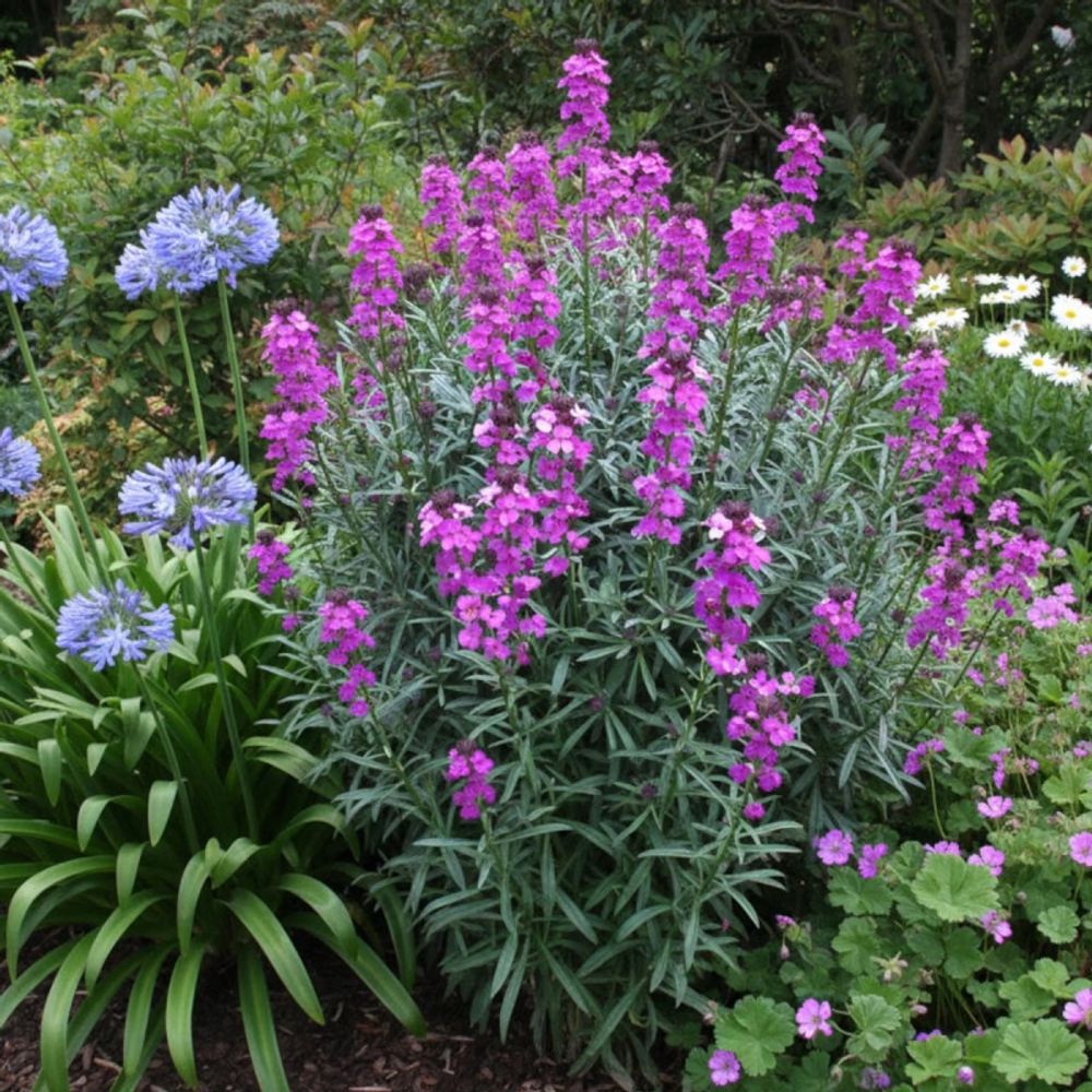 Giroflée vivace bowles mauve lot de 5 godets