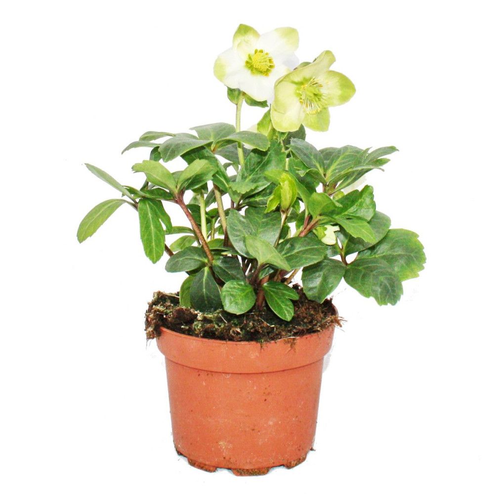 Rose De Noel En Pot