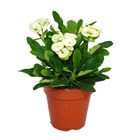 Épine du christ à fleurs blanches - euphorbia millii - pot 12cm
