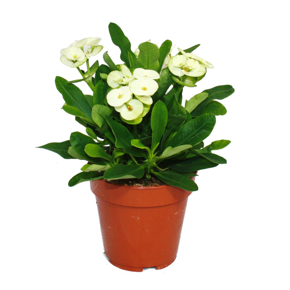 Épine du christ à fleurs blanches euphorbia millii pot 12cm Truffaut