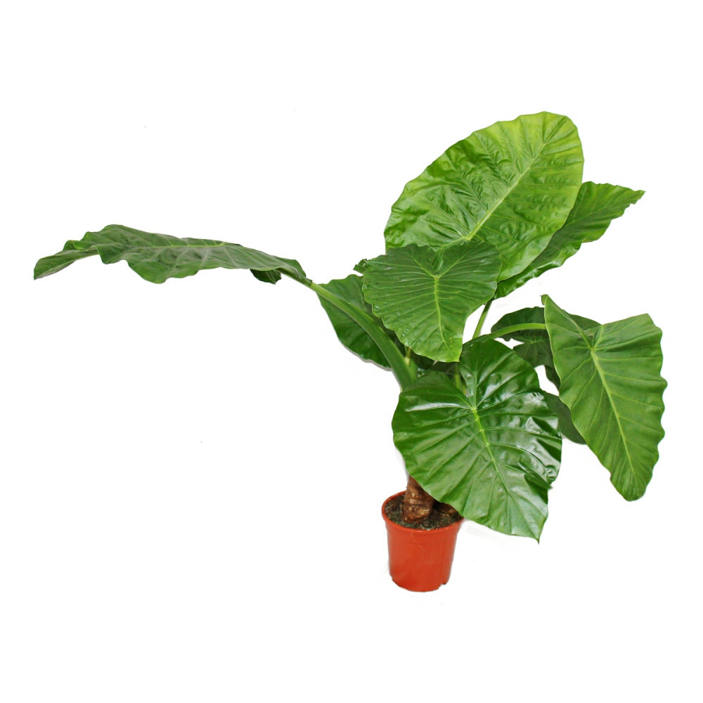 Alocasia cucullata 21cm plante solitaire - éléphant oreille, hauteur 80cm-1,00m
