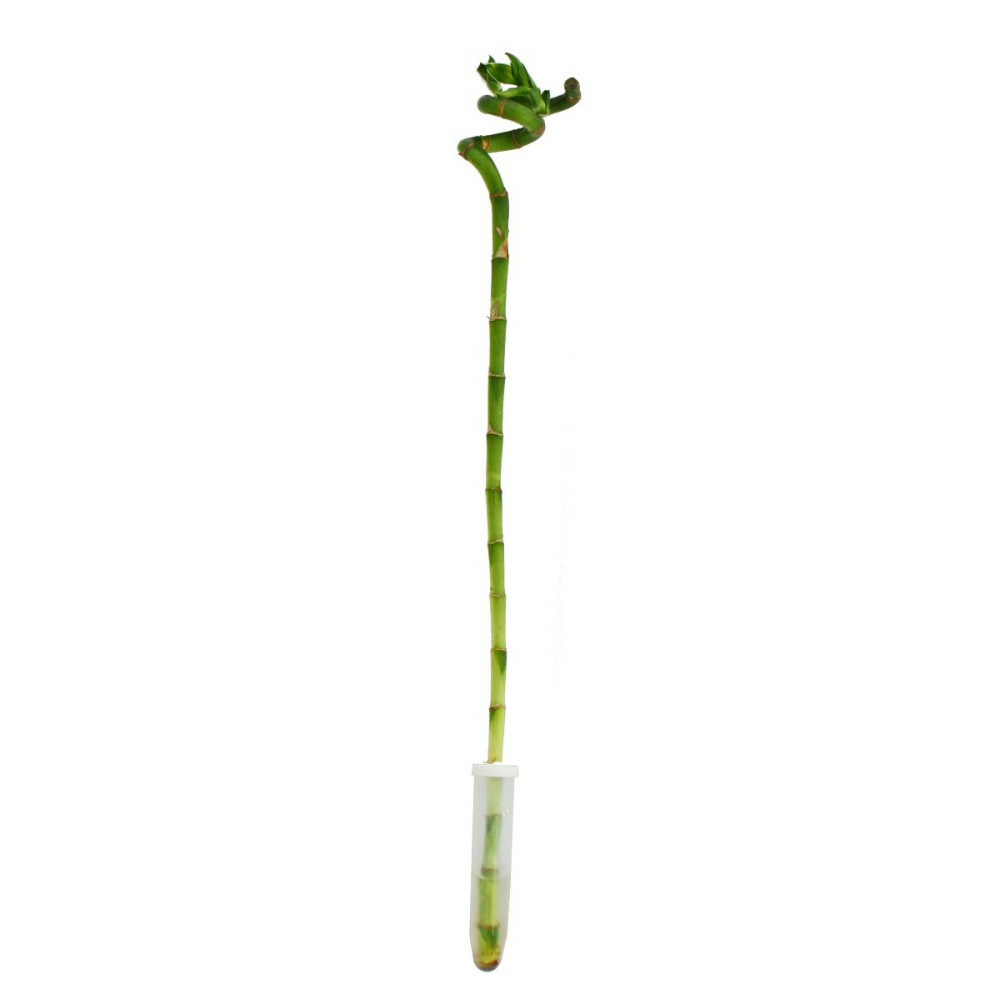 Lucky bamboo 'lucky bamboo' - en forme de spirale - dans un tube - dracaena sanderiana - env.40 cm de hauteur